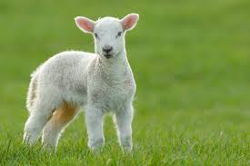 lamb