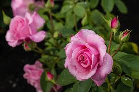 roses