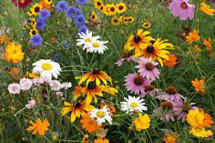 wildflowers